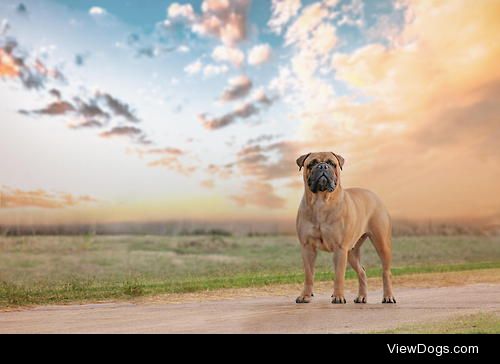 Bullmastiff / / Manivela Suelta