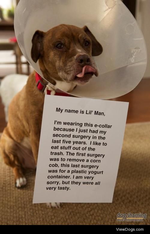Surgery Addict

Lil’ Man has been with us over 11 years…