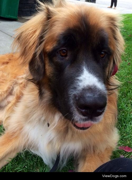 Holla to Badger the Leonberger’s brother, Gryffin <3