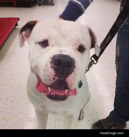 theevolveddog:

Found this handsome guy shopping in Augusta…