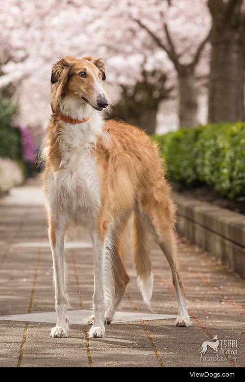 {x}{x}
Would You Rather…
Have a Borzoi or a Saluki?