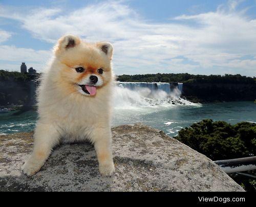 My 7 year old Pomeranian, Nellie, at Niagara Falls.