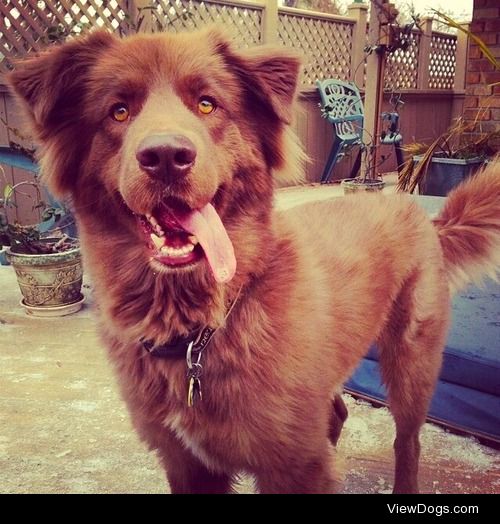Kodiak likes to hang out with his tongue…