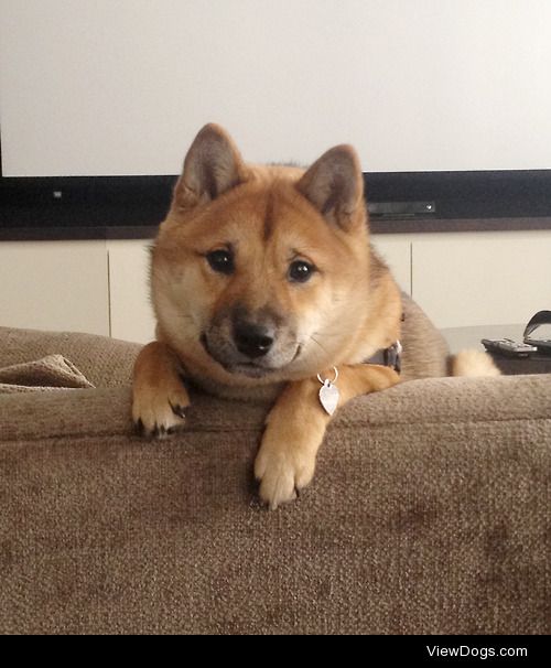 Boba my 6mo Shiba Inu people watching while perched on the…