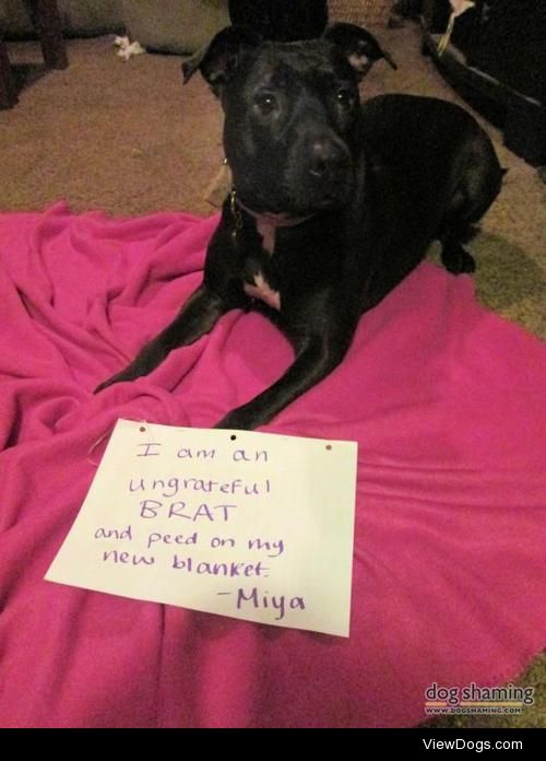 Wet Blanket

Mom* bought me a new blanket for my kennel. I peed…