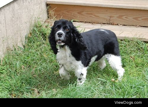 Zelda is an adorable little cocker spaniel who was rescued from…