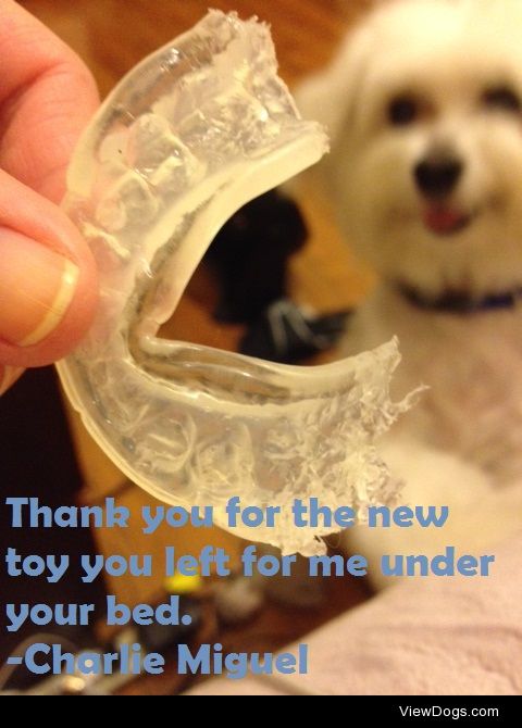New Toys Rock!

Thank you for the new toy you left for me under…