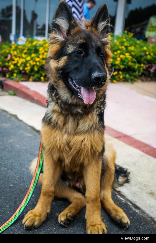 guidedogintraining:

Look at this stunner!
Axel is almost 5…