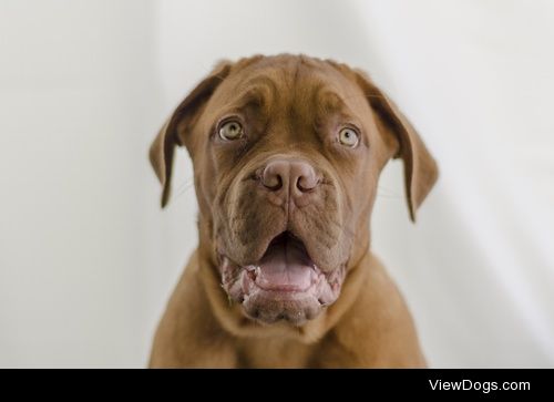 French mastiff colour / / Andy Taylor