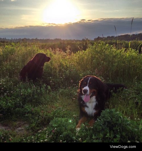 Bailey and Roscoe