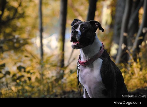 shepherd-tails:

9/18/2014
Autumn, anyone?