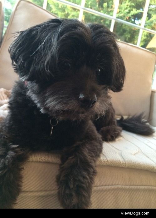 My eight year old  Shihpoo Bailey! Love him to death :)