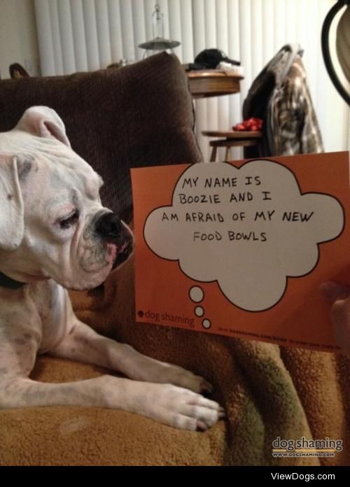 Goat Bowls for Boozie

My name is Boozie and I am afraid of my…
