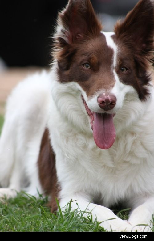 Pepper, my 1-year-old Border Collie.