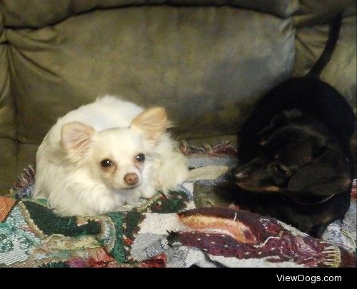 Leo, long haired chihuahua, and Pixie, a chiweenie who’s…
