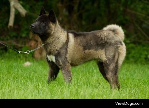 Hemi
Akita • Young • Male • Large
Rakki-Inu Akita…