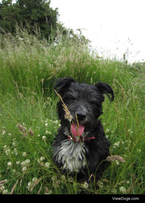 Meg the wonderful Tibetan Terrier :)