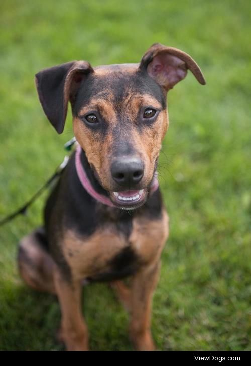 Abbey
Shepherd & Retriever Mix • Baby • Female • Medium
MN…