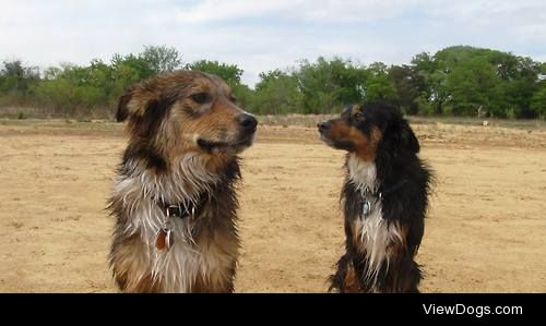 Walter & Charlie, the dumbest of Aussies.