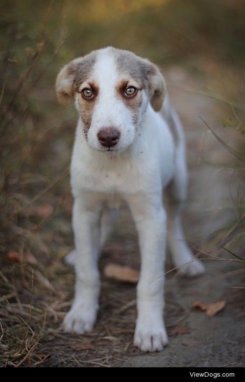 Dog / / Mada Dochitoiu