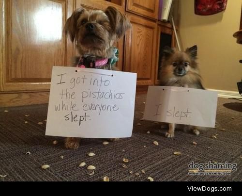 Nuts!

My Granddog got into the pistachios while we slept. The…