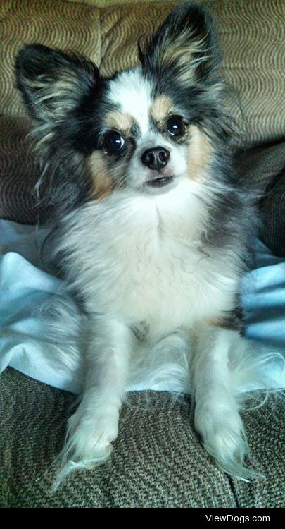 My adorable Papillon. Best breed ever.