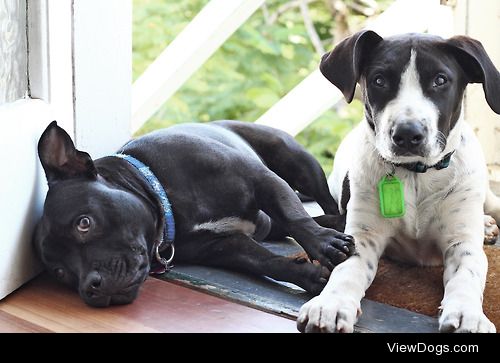 Our Staffy, Pippa, with our foster pup, Davey :)