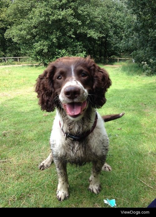 My English Springer Spaniel Scooby in his happiest state -…