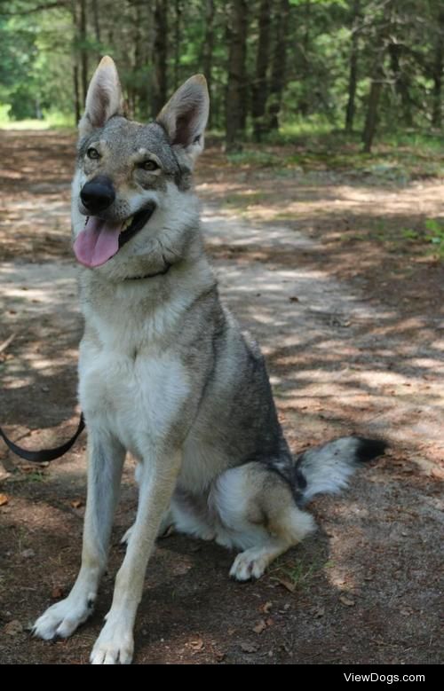 non-wolfdogs:

Kona is a Czechoslovakian Wolfdog up for adoption…