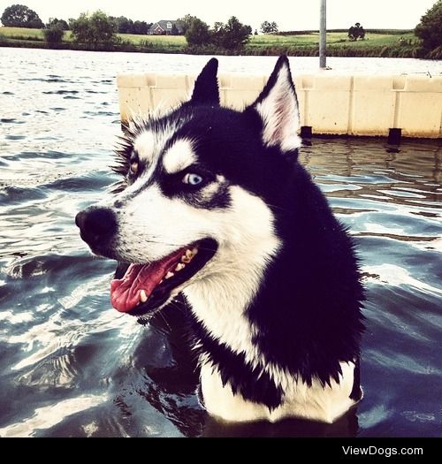 Balto at the lake