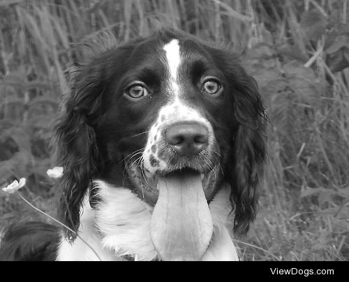This is Ranger , a springer spaniel. Took this on our trip to…