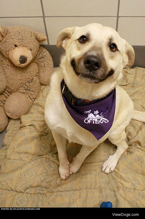 aplacetolovedogs:


Teddy bears make shelter dogs smile! Andy’s…