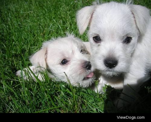 Two of the puppies from our last litter of miniature schnauzers
