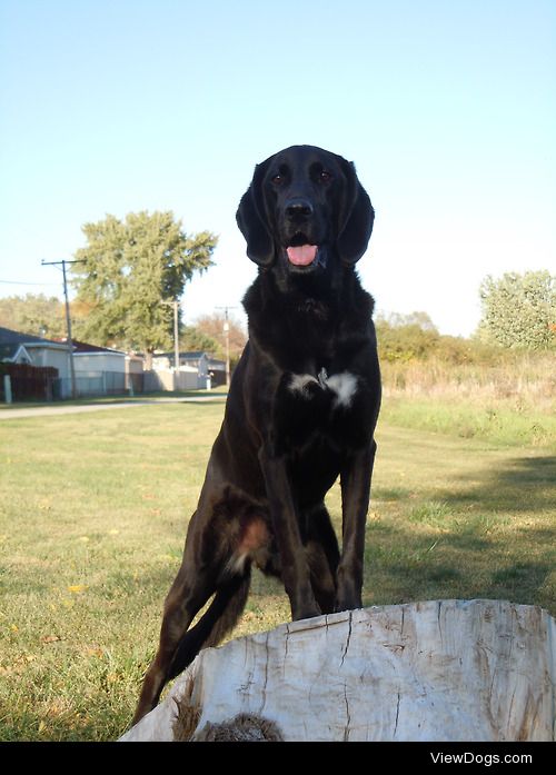 My handsome boy, Wesley. Blue Tick Coonhound X Lab