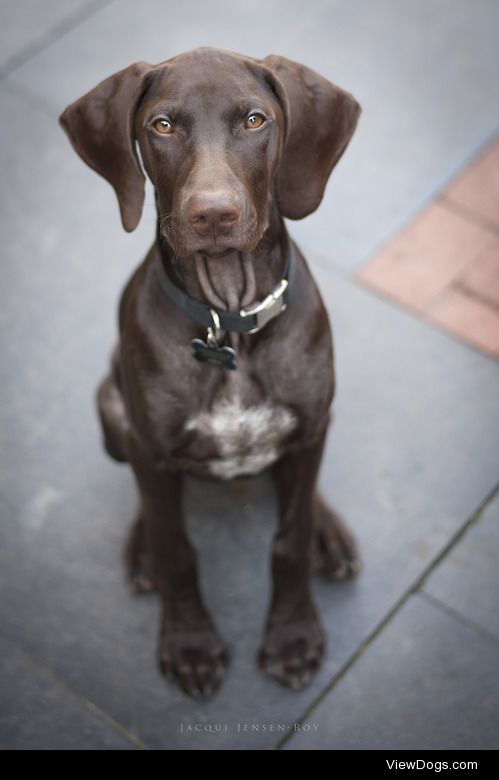 Hunter the German Shorthaired Pointer Puppy