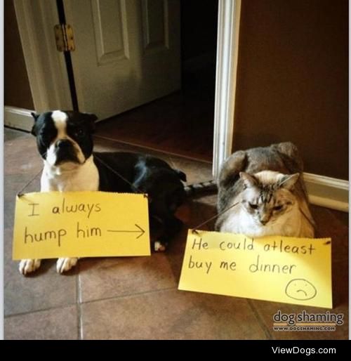 Cat-astrophic dinner date

My boston terrier (male) humps my…