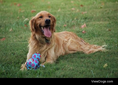 Hank from Kentucky, enjoying a new toy in the back yard!