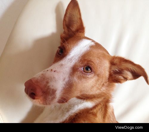 Cody, Podenco Andaluz