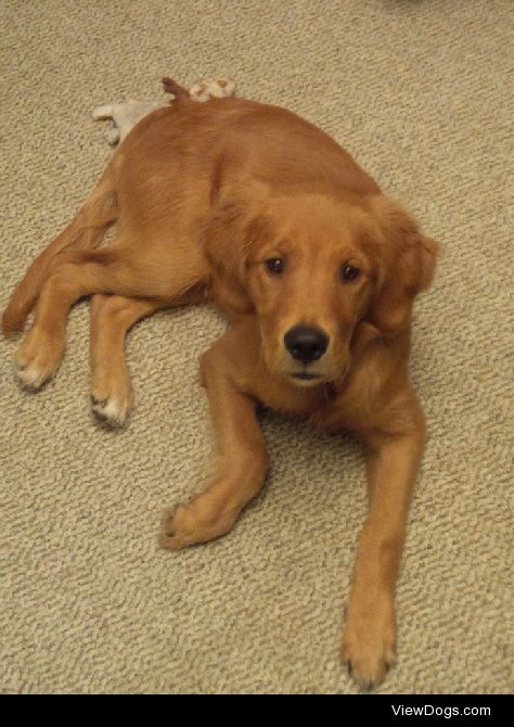 My handsome golden retriever Otis at about 5 months