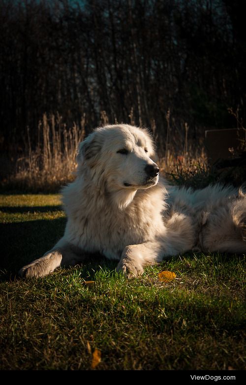 My 3-legged pyrenees Olivia. :)