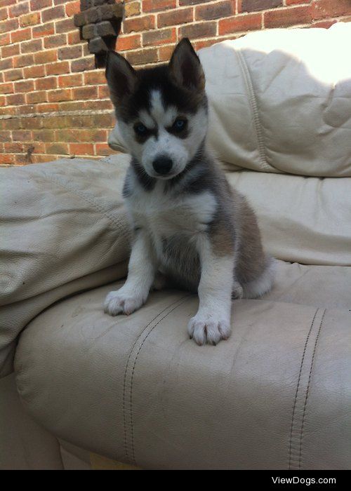 This is puddle, a month old husky malamute cross!