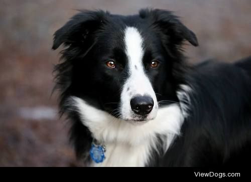 This is Zeke he’s a Border collie he loves to play ball as most…