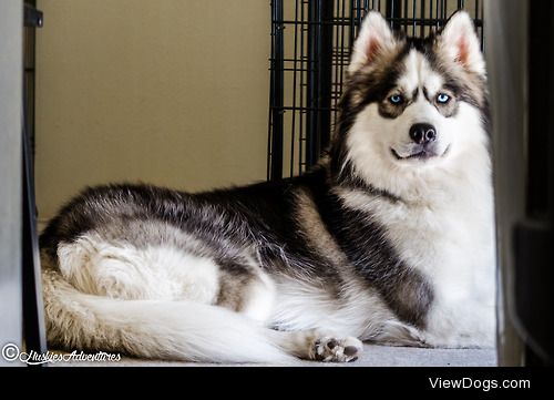 huskiesadventures:

My handsome fella growing his winter coat….