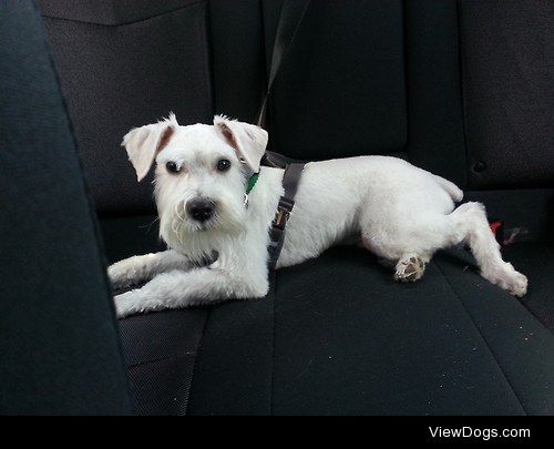 Male white Miniature Schnauzer, Captain Jack, fresh after his…