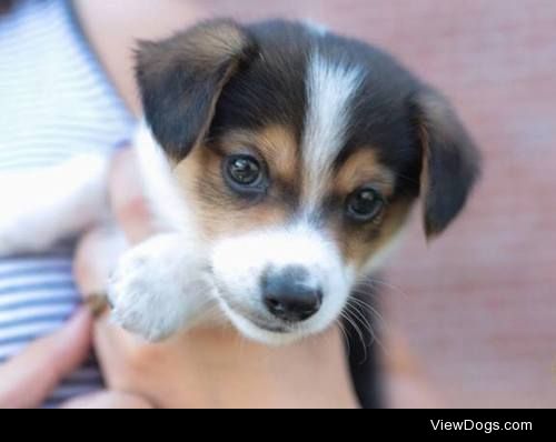 9 week old dachshund mix puppy named Finch! 