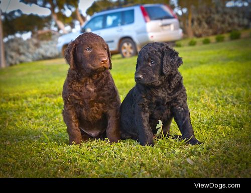 Joey Chow




Brown and Black