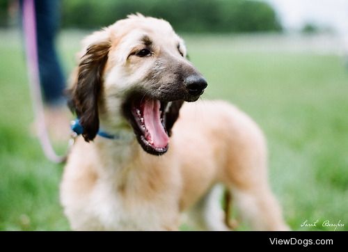 wakethesun.




Afghan puppy.