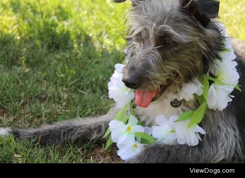 This is Charlie, a handsome, if scraggly, terrier mix who was…