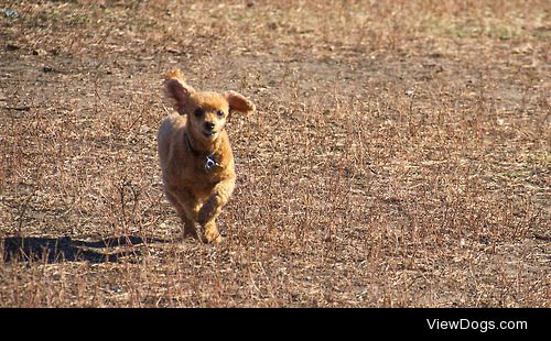 Ginny the mini poodle enjoys a run at the dog park!