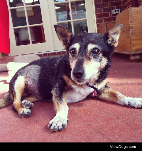 My Jack Russell X, Abby on her 17th birthday last month.